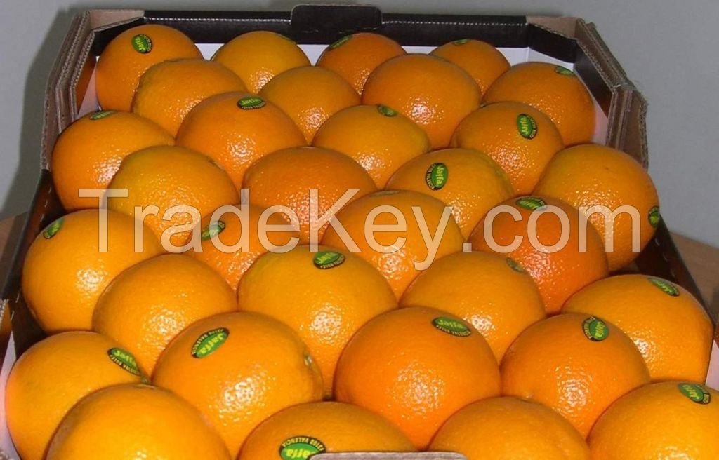 Fresh Valencia Oranges From South Africa