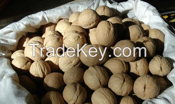 WALNUT IN SHELL   BLANCHED
