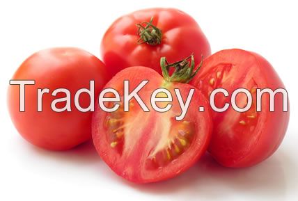 fresh tomatoes for sale greenhouse with high quality