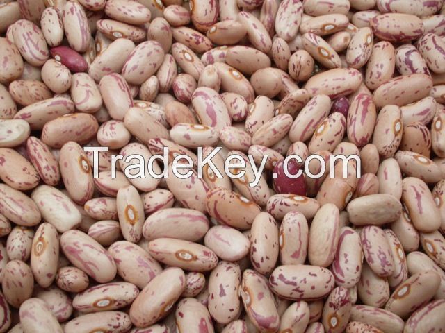 Organic Dried Speckled Kidney Beans, 2015