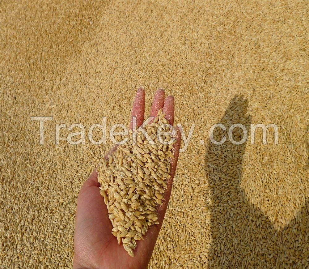 Barley Malt grain