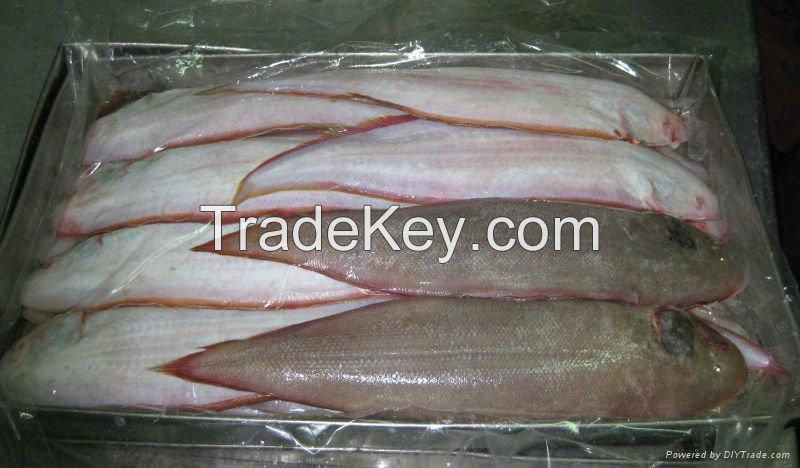 FROZEN SOLE FISH, FRESH SOLE , TONGUE SOLE FISH