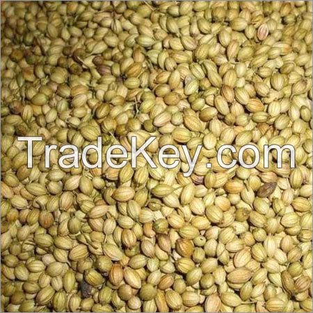 Best quality Coriander seeds