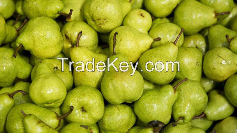 Best quality Fresh Sweet pears for new season And Human consumption.