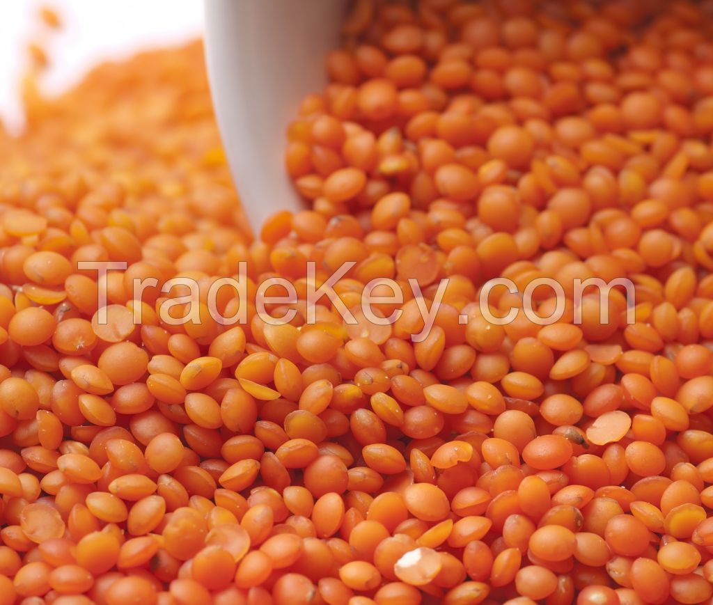 Green, Red and yellow Lentils for sale