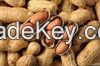 Raw Peanuts in Shell/Groundnuts in Shell for sell