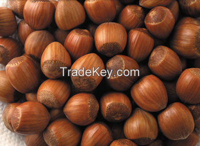 Grade A Hazelnuts in Shell