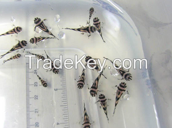 Top quality L46 zebra Hypancistrus catfish