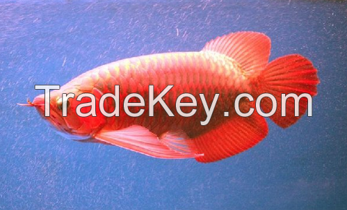 Arowana fish available in stock