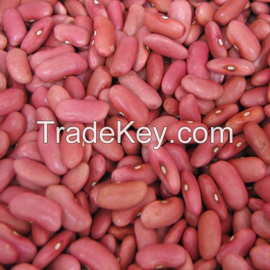 Light red kidney bean