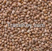 Sell Cow peas