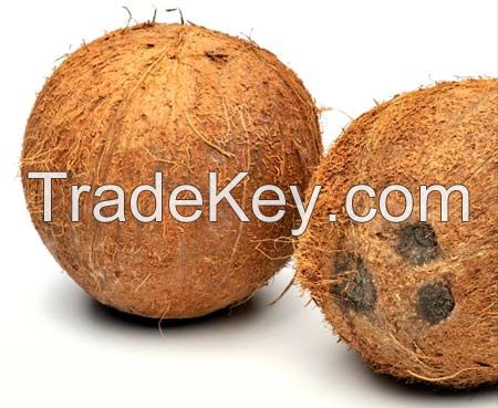Fresh Indian Husked Coconut