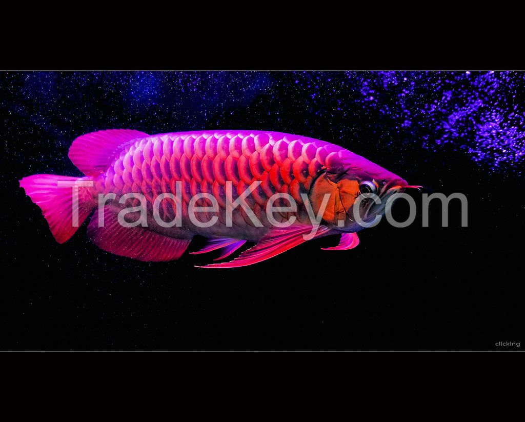 RED AROWANA FISH FOR SALE