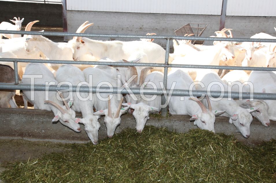 Saanen/Boer Goats