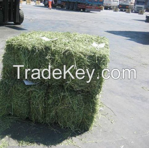 ALFALFA HAY- Good Grade