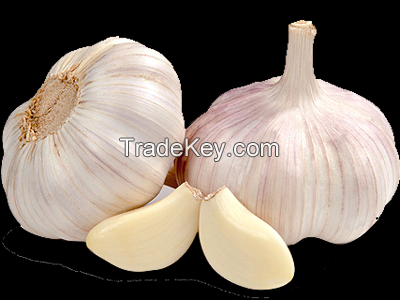 First grade fresh garlic