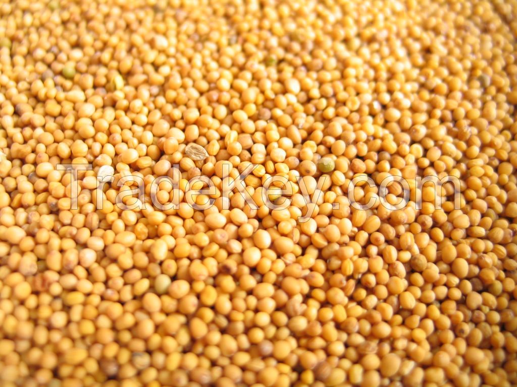 Mustard seed