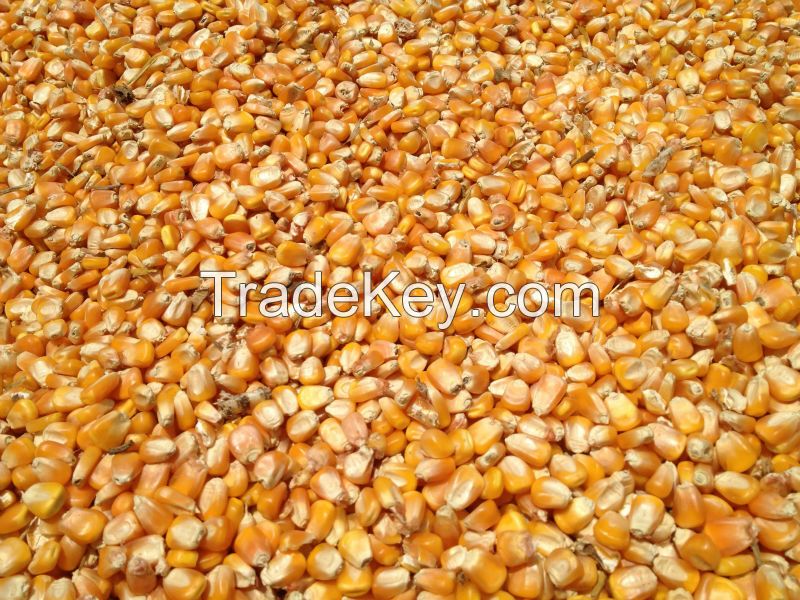 Yellow Corn for Animal Feed