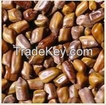 cassia tora seeds