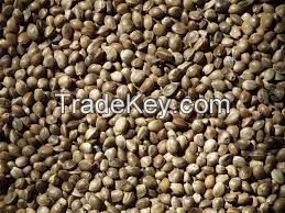 hemp seed for sale