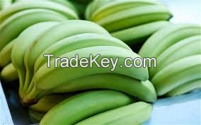 Unripe Fresh Green Bananas