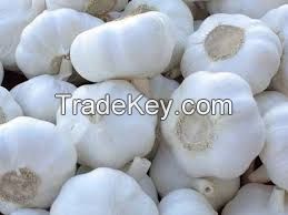 White Garlic, 