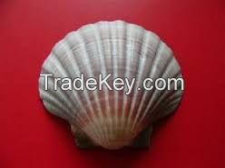 Dry and Clean Scallop Shell