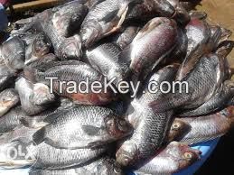 FROZEN TILAPIA WHOLE ROUND 500-800G