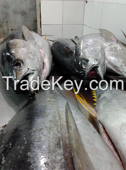 yellow fin tuna