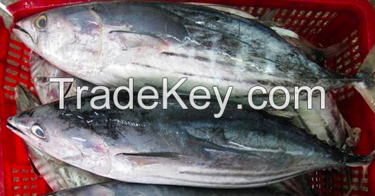 Frozen Skipjack Tuna Fish