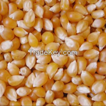 QUALITY WHITE / RED/ YELLOW CORN / MAIZE FOR SALE