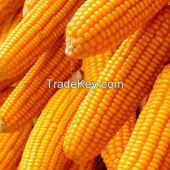 Grade AAA Yellow Corn / Yellow Maize / Yellow Corn Grains for sale