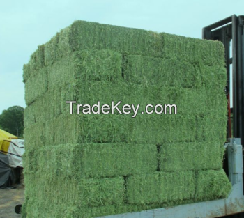 Best price Timothy Hay / Alfalfa Hay for sale