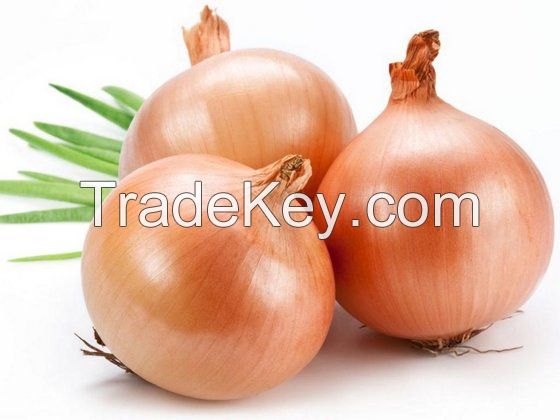 High Quality Yellow Onion Wholesale Onion