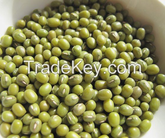 Fresh and Dried Green Mung Beans for Sale