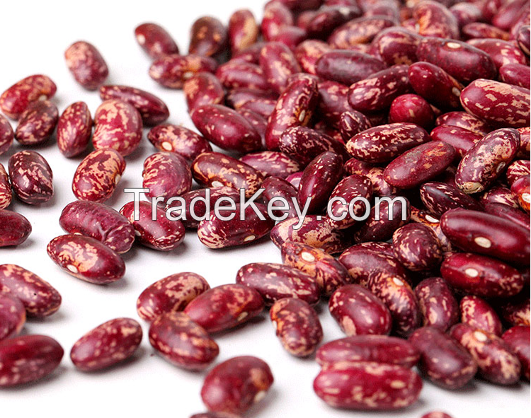 Wholesale 15% Moisture Dried Purple Speckled Kidney Beans