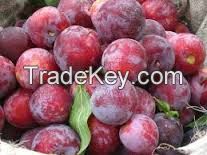 Fresh Plum For Sale