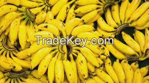 Fresh Banana For Sale
