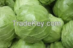 Fresh Cabbage For Sale