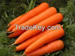 Fresh Carrot For Sale