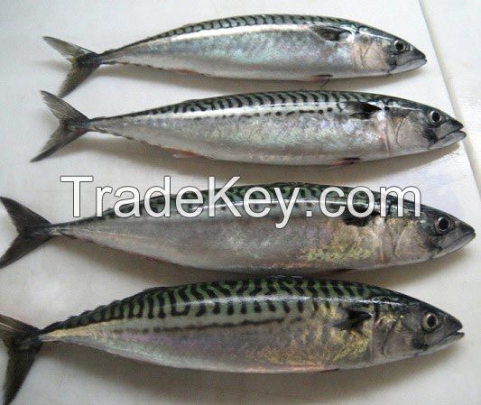 Frozen Hilsa Fish, Mackerel fish, queen fish, Red Pacu fish.