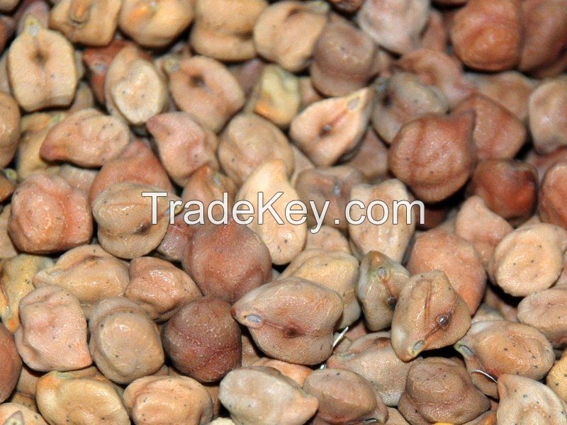 Best Quality Chick Peas, Competitive Price BEST QUALITY