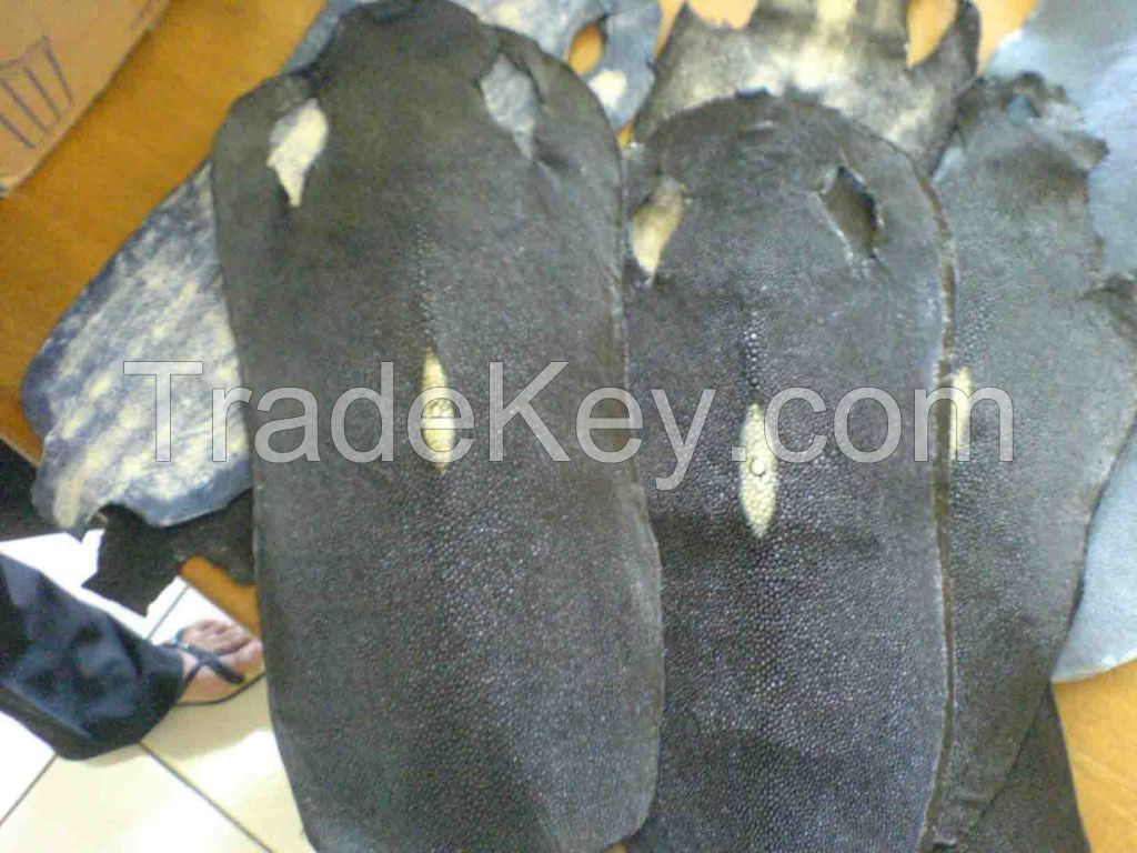 Wet And Dry Salted Stingray Skins BEST PRICES