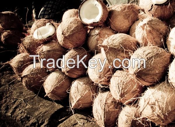 Semi Husked coconuts