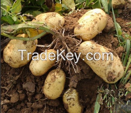Good quality 2016 new fresh holland potato