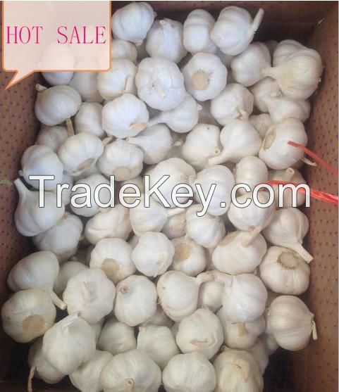 Good quality 2016 new fresh white garlic promotioin