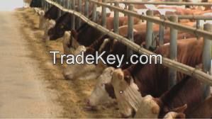 Pregnant Heifers - Angus - Hereford - Charolais - Limousin - Simmenthal - Hybrids Healthy Pure breed Holstein Heifers