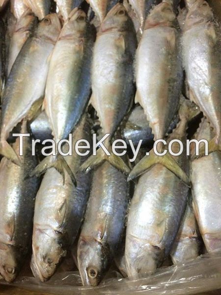 Frozen Fish, Salmon fillet, mackerel , Tuna , oil fish