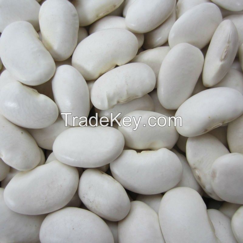 HIGH QUALITY WHITE KIDNEY BEANS