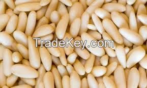 Edible Pine Nuts